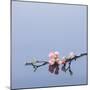 Cherry blossoms on water-John Smith-Mounted Photographic Print