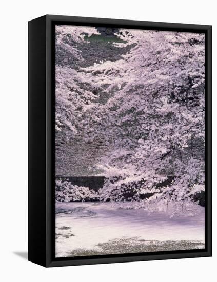 Cherry Blossoms Over the Moat-null-Framed Stretched Canvas