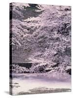 Cherry Blossoms Over the Moat-null-Stretched Canvas