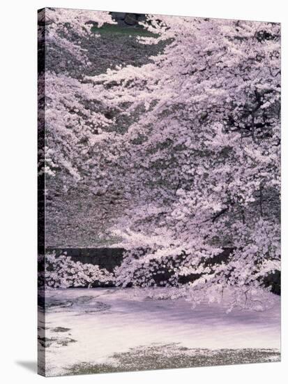 Cherry Blossoms Over the Moat-null-Stretched Canvas