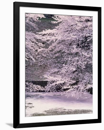 Cherry Blossoms Over the Moat-null-Framed Premium Photographic Print