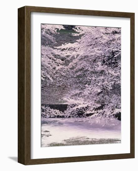 Cherry Blossoms Over the Moat-null-Framed Photographic Print