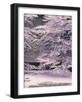 Cherry Blossoms Over the Moat-null-Framed Photographic Print