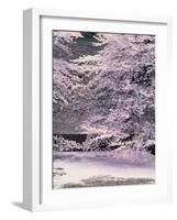 Cherry Blossoms Over the Moat-null-Framed Photographic Print