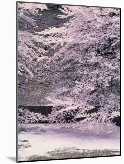 Cherry Blossoms Over the Moat-null-Mounted Photographic Print