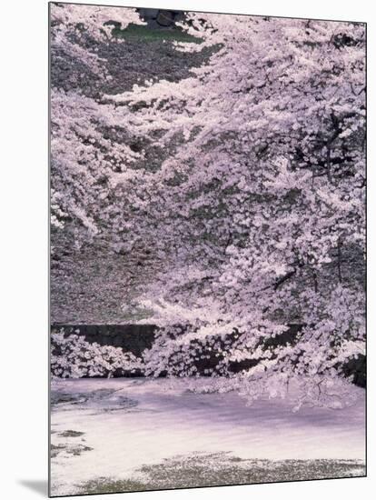 Cherry Blossoms Over the Moat-null-Mounted Photographic Print