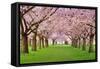 Cherry Blossoms Plenitude-Smileus-Framed Stretched Canvas