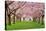 Cherry Blossoms Plenitude-Smileus-Stretched Canvas