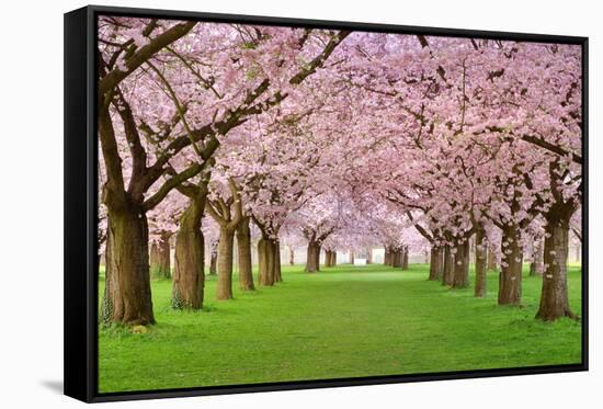 Cherry Blossoms Plenitude-Smileus-Framed Stretched Canvas