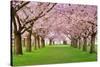 Cherry Blossoms Plenitude-Smileus-Stretched Canvas