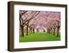 Cherry Blossoms Plenitude-Smileus-Framed Photographic Print