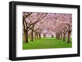 Cherry Blossoms Plenitude-Smileus-Framed Photographic Print