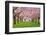 Cherry Blossoms Plenitude-Smileus-Framed Photographic Print