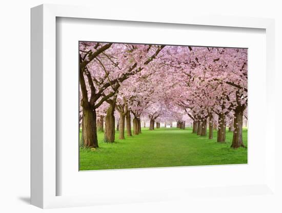 Cherry Blossoms Plenitude-Smileus-Framed Photographic Print