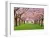 Cherry Blossoms Plenitude-Smileus-Framed Photographic Print