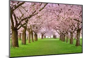 Cherry Blossoms Plenitude-Smileus-Mounted Photographic Print
