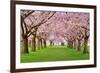 Cherry Blossoms Plenitude-Smileus-Framed Photographic Print