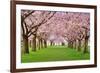 Cherry Blossoms Plenitude-Smileus-Framed Photographic Print