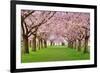 Cherry Blossoms Plenitude-Smileus-Framed Photographic Print