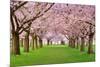 Cherry Blossoms Plenitude-Smileus-Mounted Photographic Print