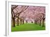 Cherry Blossoms Plenitude-Smileus-Framed Photographic Print