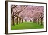 Cherry Blossoms Plenitude-Smileus-Framed Photographic Print