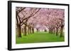 Cherry Blossoms Plenitude-Smileus-Framed Photographic Print