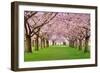 Cherry Blossoms Plenitude-Smileus-Framed Photographic Print