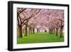 Cherry Blossoms Plenitude-Smileus-Framed Photographic Print