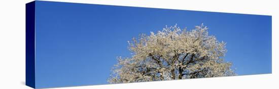 Cherry Blossoms, Switzerland-null-Stretched Canvas