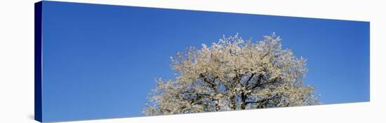 Cherry Blossoms, Switzerland-null-Stretched Canvas