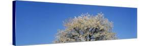 Cherry Blossoms, Switzerland-null-Stretched Canvas