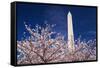 Cherry blossoms under the Washington Monument, Washington DC, USA-Russ Bishop-Framed Stretched Canvas