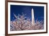 Cherry blossoms under the Washington Monument, Washington DC, USA-Russ Bishop-Framed Premium Photographic Print