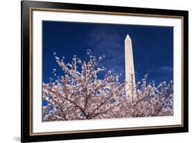 Cherry blossoms under the Washington Monument, Washington DC, USA-Russ Bishop-Framed Premium Photographic Print