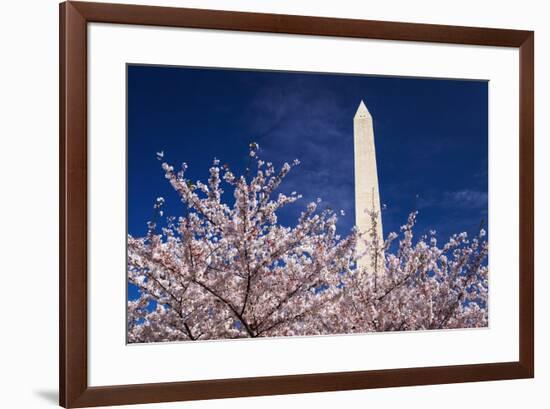 Cherry blossoms under the Washington Monument, Washington DC, USA-Russ Bishop-Framed Premium Photographic Print