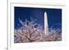 Cherry blossoms under the Washington Monument, Washington DC, USA-Russ Bishop-Framed Photographic Print