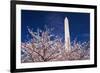 Cherry blossoms under the Washington Monument, Washington DC, USA-Russ Bishop-Framed Photographic Print