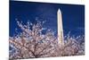 Cherry blossoms under the Washington Monument, Washington DC, USA-Russ Bishop-Mounted Photographic Print