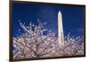 Cherry blossoms under the Washington Monument, Washington DC, USA-Russ Bishop-Framed Photographic Print