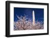 Cherry blossoms under the Washington Monument, Washington DC, USA-Russ Bishop-Framed Photographic Print