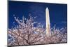 Cherry blossoms under the Washington Monument, Washington DC, USA-Russ Bishop-Mounted Photographic Print