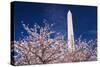 Cherry blossoms under the Washington Monument, Washington DC, USA-Russ Bishop-Stretched Canvas