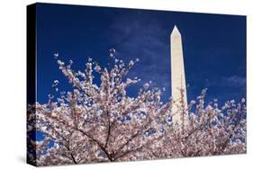 Cherry blossoms under the Washington Monument, Washington DC, USA-Russ Bishop-Stretched Canvas