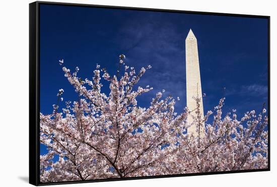 Cherry blossoms under the Washington Monument, Washington DC, USA-Russ Bishop-Framed Stretched Canvas