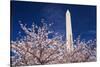 Cherry blossoms under the Washington Monument, Washington DC, USA-Russ Bishop-Stretched Canvas