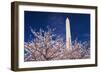 Cherry blossoms under the Washington Monument, Washington DC, USA-Russ Bishop-Framed Photographic Print