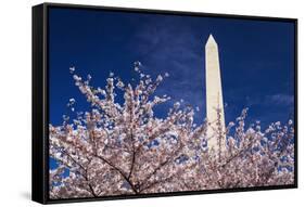 Cherry blossoms under the Washington Monument, Washington DC, USA-Russ Bishop-Framed Stretched Canvas