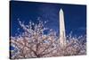 Cherry blossoms under the Washington Monument, Washington DC, USA-Russ Bishop-Stretched Canvas