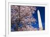 Cherry blossoms under the Washington Monument, Washington DC, USA-Russ Bishop-Framed Photographic Print